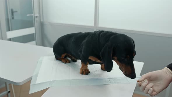 Veterinarian doctor makes a medical examination of a dachshund puppy dog in a veterinary clinic