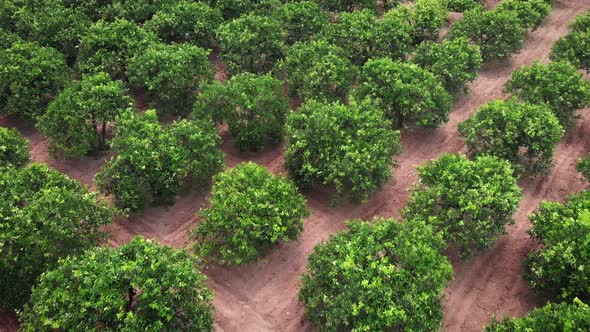 Rows of orange citrus trees in fruit plantation. 