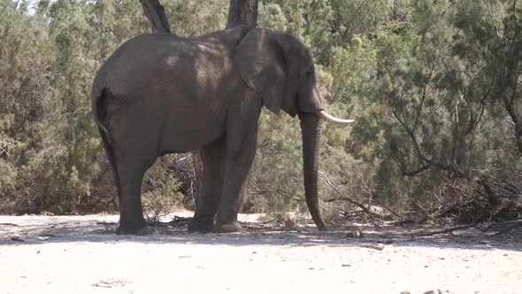 Elephant eating in the shadow of a tree 