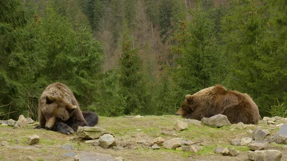 Bears Rest in the Wild