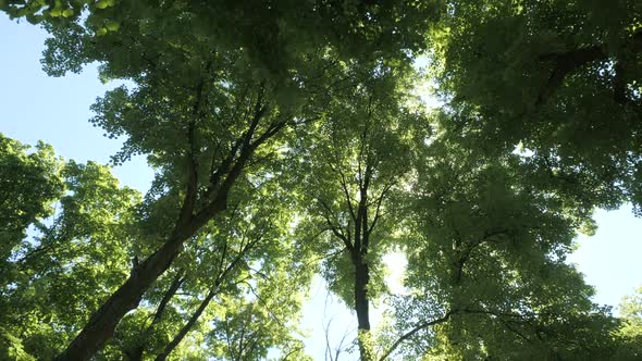 Slow Cinematic Movement Through a Forest in Beautiful Morning Light. Bottom View