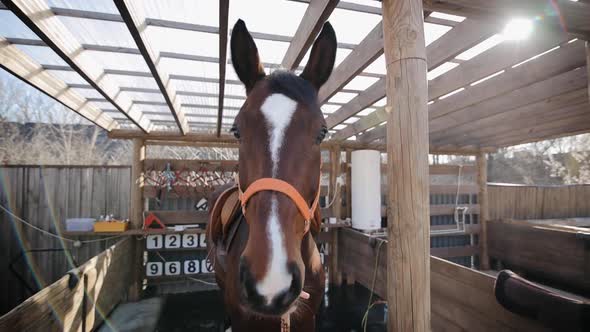 Arabian horse standing in stable. Horse cleaning after dressage equestrian training