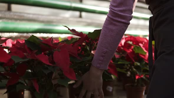 Young Woman in Apron Walking in the Greenhouse with Flowers and Checking a Pot of Red Poinsettia on