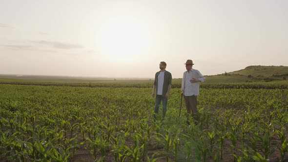 Two Farmers Stand in Corn Field Discuss Harvest Crops