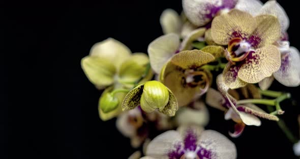 time lapse of opening bud of green-purple orchid on black background