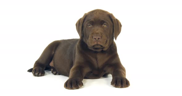 Brown Labrador Retriever, Puppy on White Background, Normandy, Slow Motion 4K