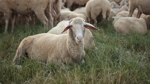 Pasture Merino Ewe Flock of Sheep Grazing in the Meadow with Tall Grass Sunset