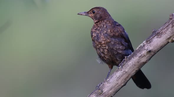 Common blackbird young Turdus merula in the wild