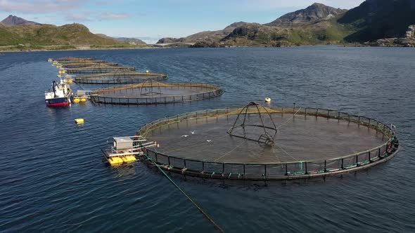 Farm Salmon Fishing in Norway