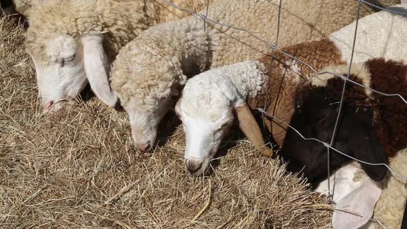 Sheeps eating hay in the farm