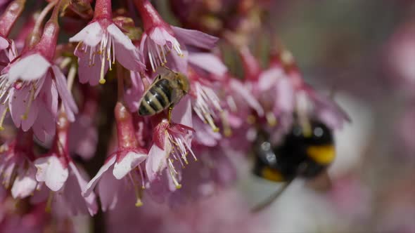 Macro shot of Bee and Bumblebee Collecting Pollen in Pink Flower during pollination time