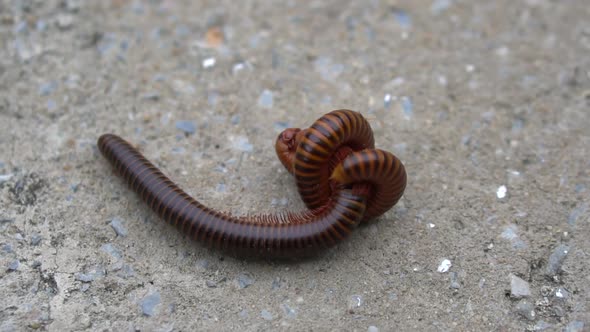 Close Up Of Large Millipede Mating