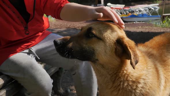 a Teenage Boy in a Red Jacket Strokes a Red Stray Dog in a Park By the Lake