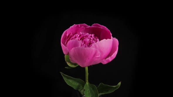 Pink Peony Blooming on Black Background