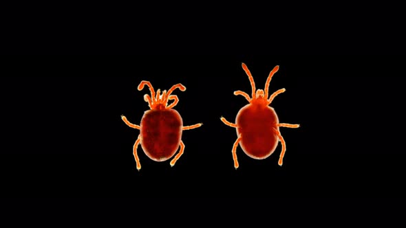 velvet Acari (mite) Trombidiidae under a microscope, order Prostigmata alt