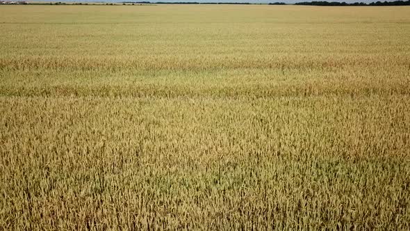 Wheat Field and Sunny Day, Beautiful Nature Landscape. Rural Scenery Under Shining Sunlight