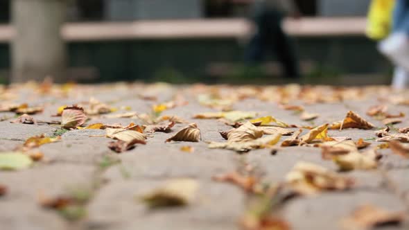 Autumn leaves on cobbles. Shooting video below