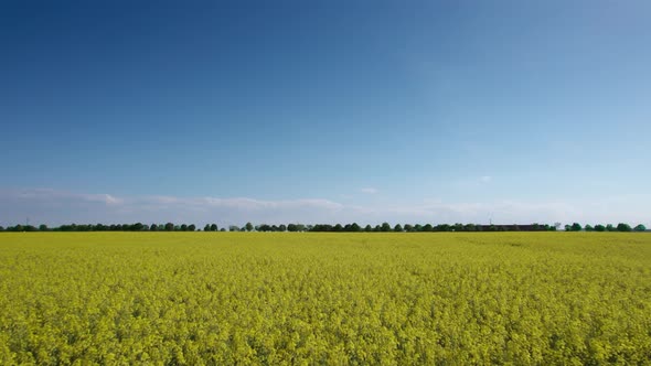 Rapaeseed And The Sky