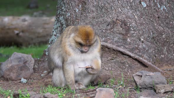 Big barbary ape flooking for food