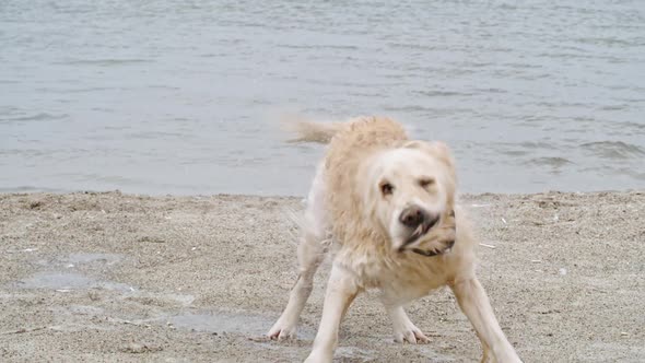 Funny Labrador Dog Shaking Off Water