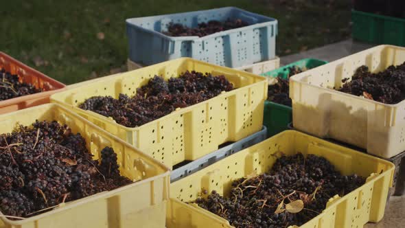 Several Boxes of Red Grapes  Raw Materials for Wine Production