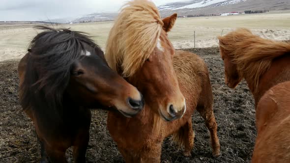 Group Icelandic horses close together 