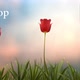 Tulip flower Loop 4K - VideoHive Item for Sale
