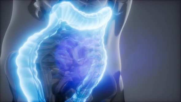 Human Colon Radiology Exam alt