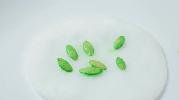 Growing Cucumbers From Seeds