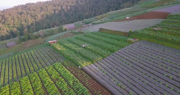 Aerial birds eye shot showing asian farmer working on Vegetable Plantation on Hillside. Slope of Mou