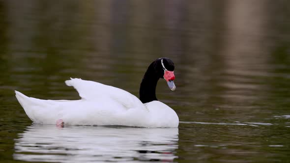 Close up shot of a wild black necked swan, cygnus melancoryphus, floating on a wavy lake, busy preen