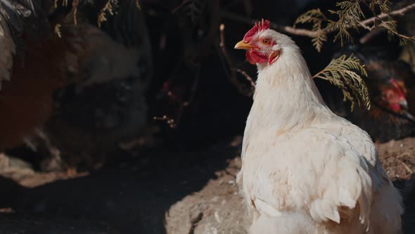 Freerange One White Domestic Rooster Chicken on a Small Rural Eco Farm Hen Looking at Camera