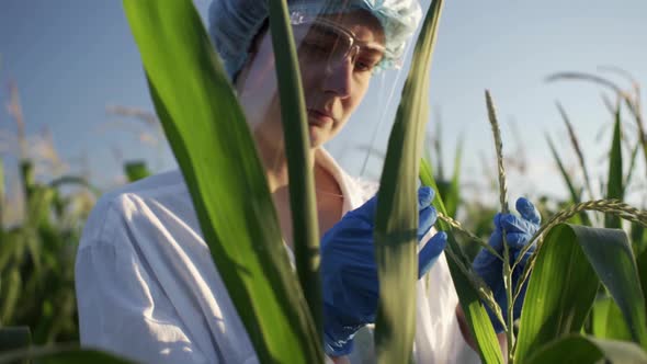 A Researcher Conducts An Experiment On A Field Of Corn Plantation Green Cobs Of Corn Culture