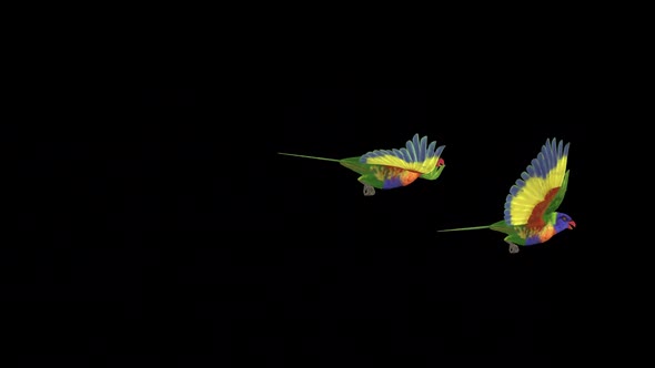 Rainbow Lorikeets - Asian Parrots - Two Flying Birds - Transparent Transition II