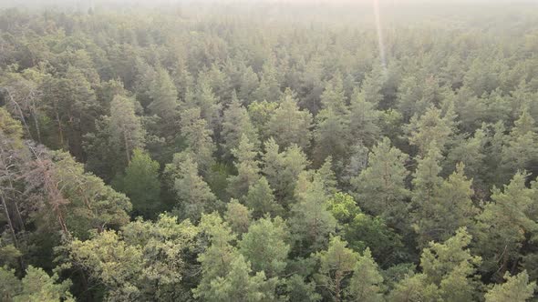 Aerial View of a Green Forest on a Summer Day