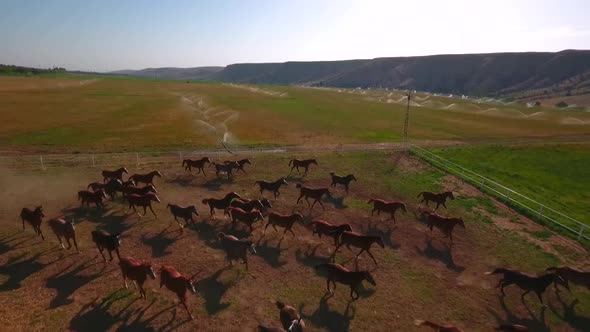 Horses Running