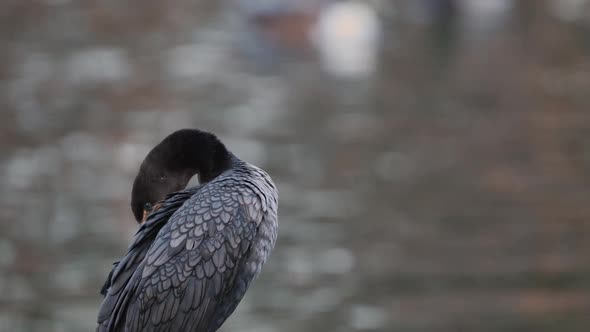 Cormorant standing next to pond as it grooms itself