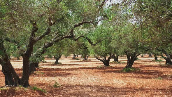 Olive Trees (Olea Europaea) in Crete, Greece for Olive Oil Production.