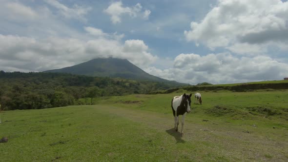 Horses grazing in La Fortuna, Costa Rica