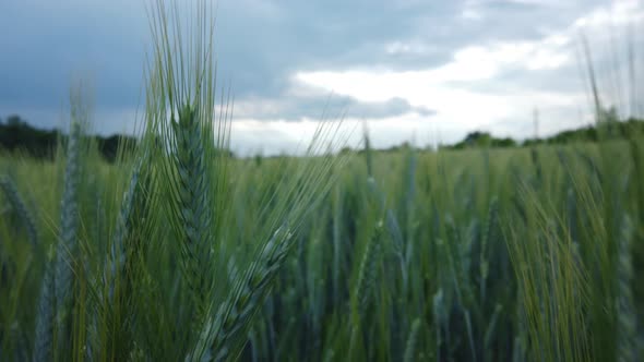 Green wheat field detail on cloudy day - slomo