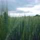 Green wheat field detail on cloudy day - slomo - VideoHive Item for Sale