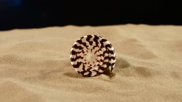 Tiger Sea Shell with Sand on Black, Back Light, Rotation