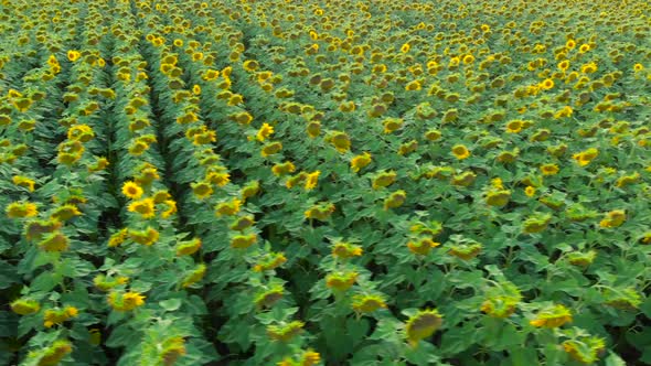 Sunflower Field