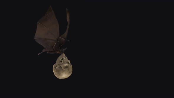 Bat with Skull - Flying Loop - Side Angle