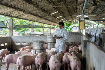  hog farms, animal and pigs farm industry