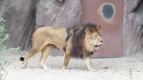 Asiatic Lion in Zoo, Tracking Shot.