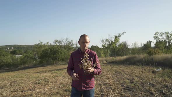 Young Farmer Walking in a Soybean Field and Examining Crop.