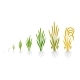 Rice Plant Growth Stages - GraphicRiver Item for Sale