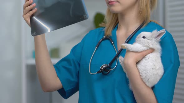 Vet Looking at X-Ray, Holding Rabbit Patient, Diagnosis of Injury, Inflammations