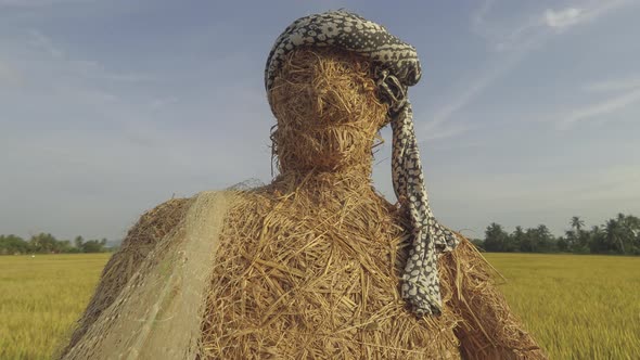 Paddy field with scarecrow at Penang, Malaysia.